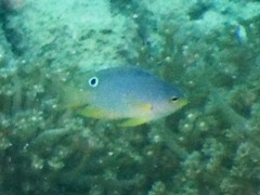 Pomacentrus amboinensis