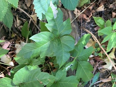 Cameraria guttifinitella