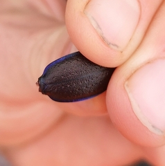 Carabus problematicus