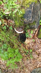 Fomitopsis pinicola