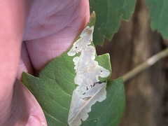 Cameraria guttifinitella
