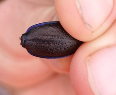 Carabus problematicus