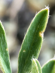 Astragalus lotiflorus