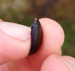 Carabus problematicus