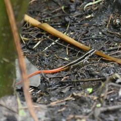 Sphenomorphus dussumieri