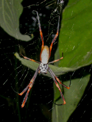 Trichonephila edulis