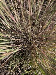Digitaria ischaemum