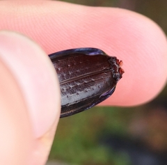 Carabus problematicus