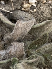 Heterotheca sessiliflora