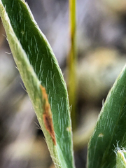 Astragalus lotiflorus