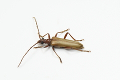 Centrodera decolorata