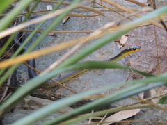 Dendrelaphis punctulatus