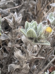 Heterotheca sessiliflora