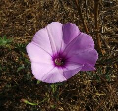 Convolvulus althaeoides