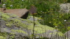 Geum montanum