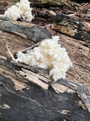 Hericium coralloides