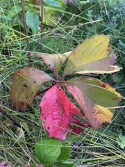Parthenocissus quinquefolia