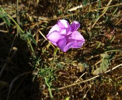 Convolvulus althaeoides