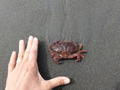 Romaleon antennarium