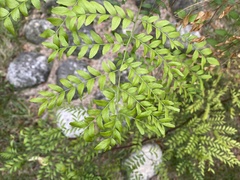 Gleditsia triacanthos