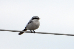 Lanius excubitor