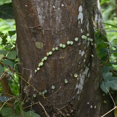 Lemmaphyllum microphyllum