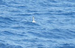 Puffinus lherminieri