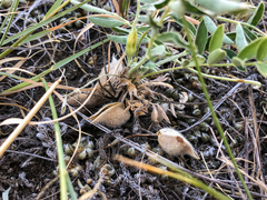 Astragalus lotiflorus
