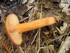Lactarius atlanticus