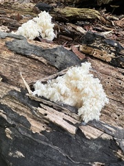 Hericium coralloides