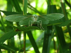 Geometra papilionaria