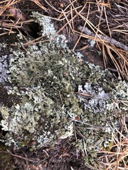 Xanthoparmelia conspersa