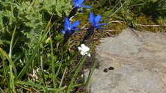 Gentiana bavarica bavarica
