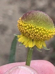 Helenium puberulum