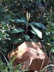 Eriobotrya japonica