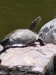 Trachemys