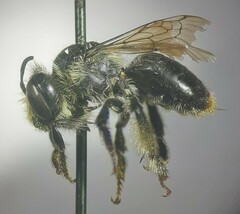 Anthophora terminalis