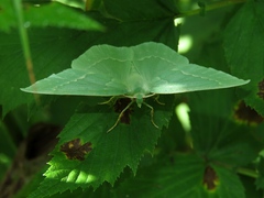 Geometra papilionaria