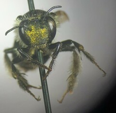 Anthophora terminalis