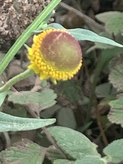Helenium puberulum
