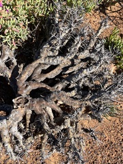 Monsonia