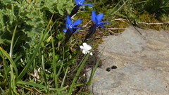 Gentiana bavarica bavarica