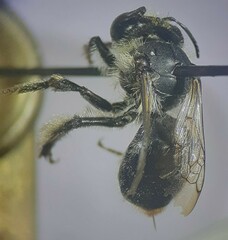 Anthophora terminalis