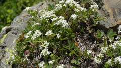 Galium pseudohelveticum
