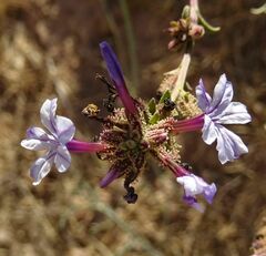 Plumbago europaea