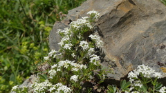 Galium pseudohelveticum