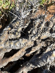 Monsonia