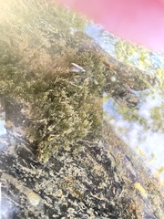 Fissidens fontanus