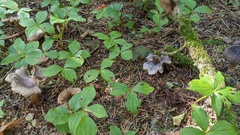 Tricholoma virgatum