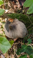 Tricholoma virgatum